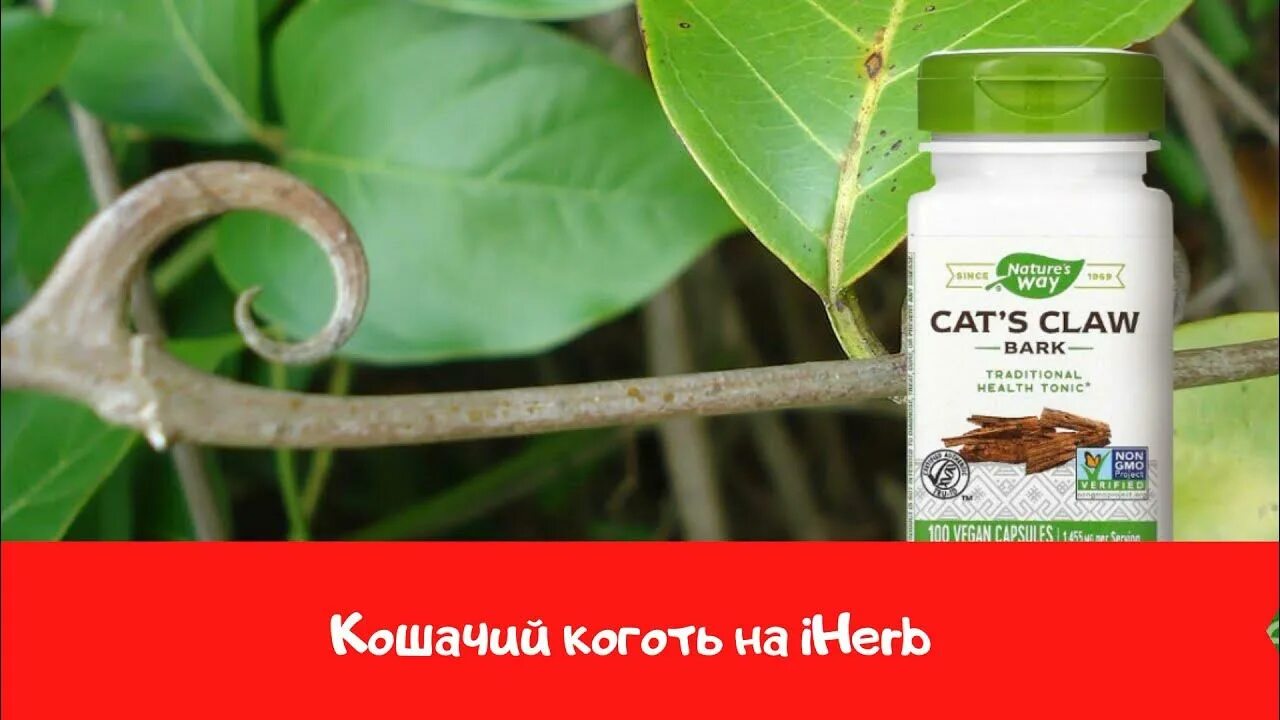 Cat s claw. Кошачий коготь. Кошачий коготь трава. Кошачий коготь НАУ. Ункария опушенная или кошачий коготь.