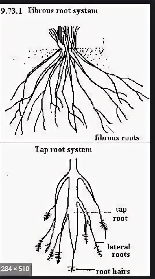 A little Trident Maple root work