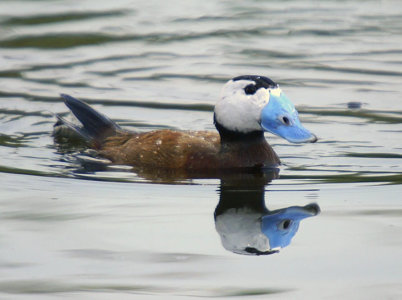 Duck com. Oxyura leucocephala. Утка Савка. Савка птица. Масковая Савка.