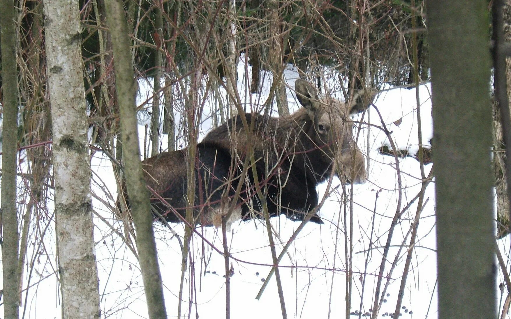 Кроме лосей. Лосиный остров. Лоси в Лосином острове. Парк Лосиный остров. Лоси на Лосином острове в Москве.