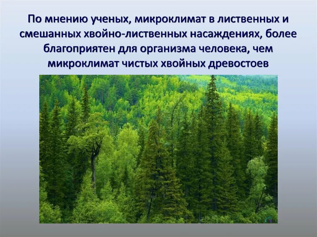 Влияние на хвойные. Влияние леса на человека. Влияние леса на здоровье человека. Влияние человека на хвойных лесов. Влияние человека на хвойный лес.