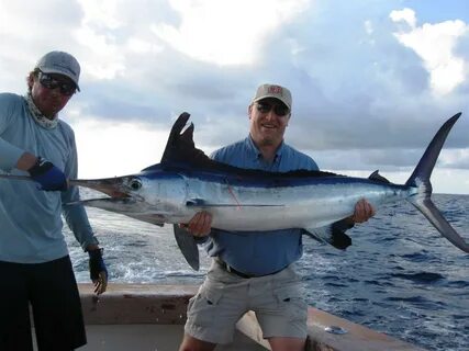 White marlin