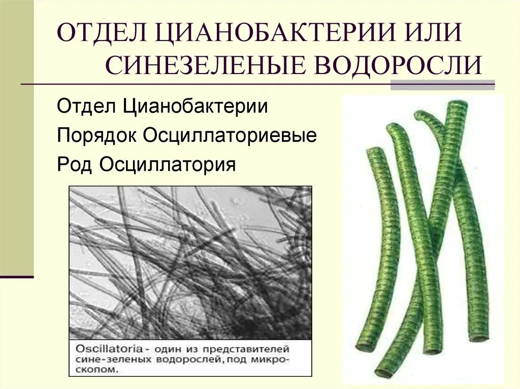 Цианобактерии относят к водорослям. Синезеленые водоросли осциллатория. Синезеленые водоросли цианобактерии. Цианобактерия осциллатория. Отдел цианобактерии сине-зеленые водоросли.