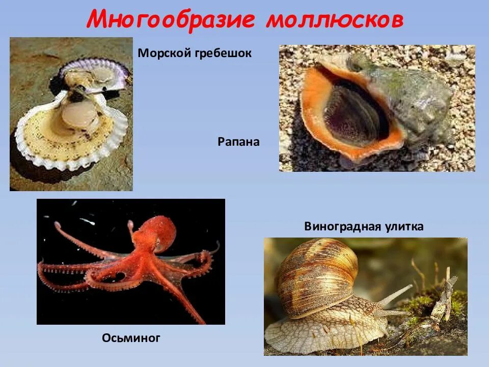 Морским моллюскам относятся