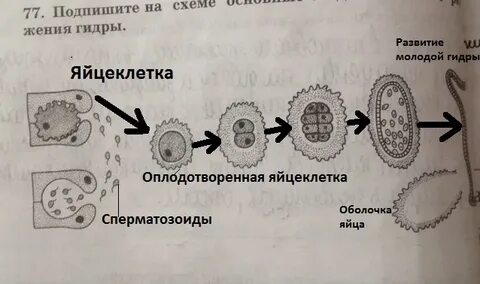 Яйцеклетка половое размножение