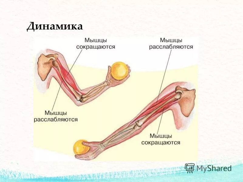 Динамическая нагрузка мышц. Динамическая работа мышц. Работа мышц схема. Статистическая работа мышц. Динамическая и статическая работа мышц.