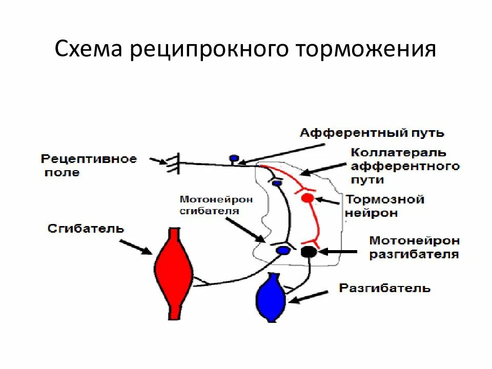 Поле рефлекса. Рефлекторная душа фозвратеоно топможения. Реципрокное торможение схема. Реципрокное торможение в ЦНС схема. Рефлекторная дуга реципрокного торможения.