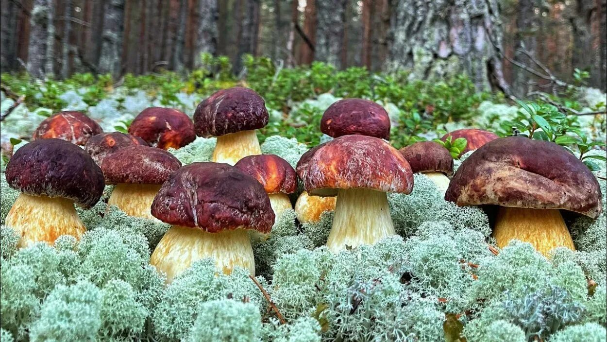 Моховик зеленый boletus subtomentosus. Боровик еловый. Болетус эдулис. Какой белый гриб фото. Боровики в карелии.