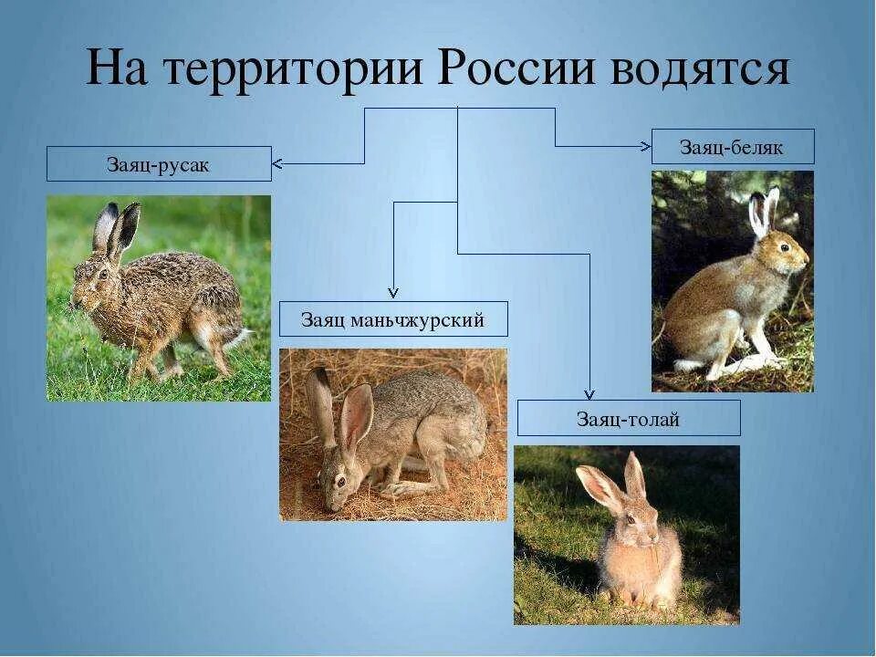 К какому отряду относится заяц. Отряд зайцеобразные кролики. млекопитающие отряд зайцеобразные. зайцеобразные заяц русак. представители зайцеобразные 7 класс биология.