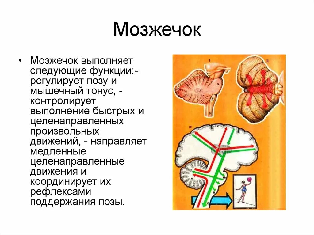 Мозжечок центры рефлексов. Мозжечок выполняет следующие функции:. Рефлекторная функция мозжечка. Мозжечок и мышечный тонус. Центры рефлексов мозжечка.