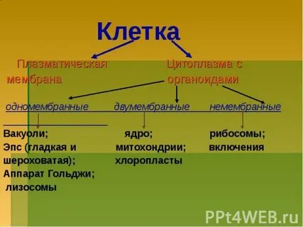 Немембранные органоиды лизосомы