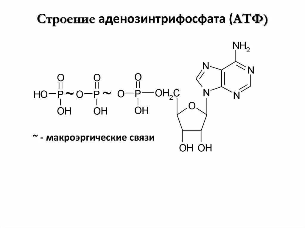 Молекула атф макроэргические связи. Структурная формула макроэргического соединения АТФ. Структурная формула АТФ макроэргические связи. Формула АТФ С макроэргическими связями. Формула АТФ биохимия с макроэргическими связями.