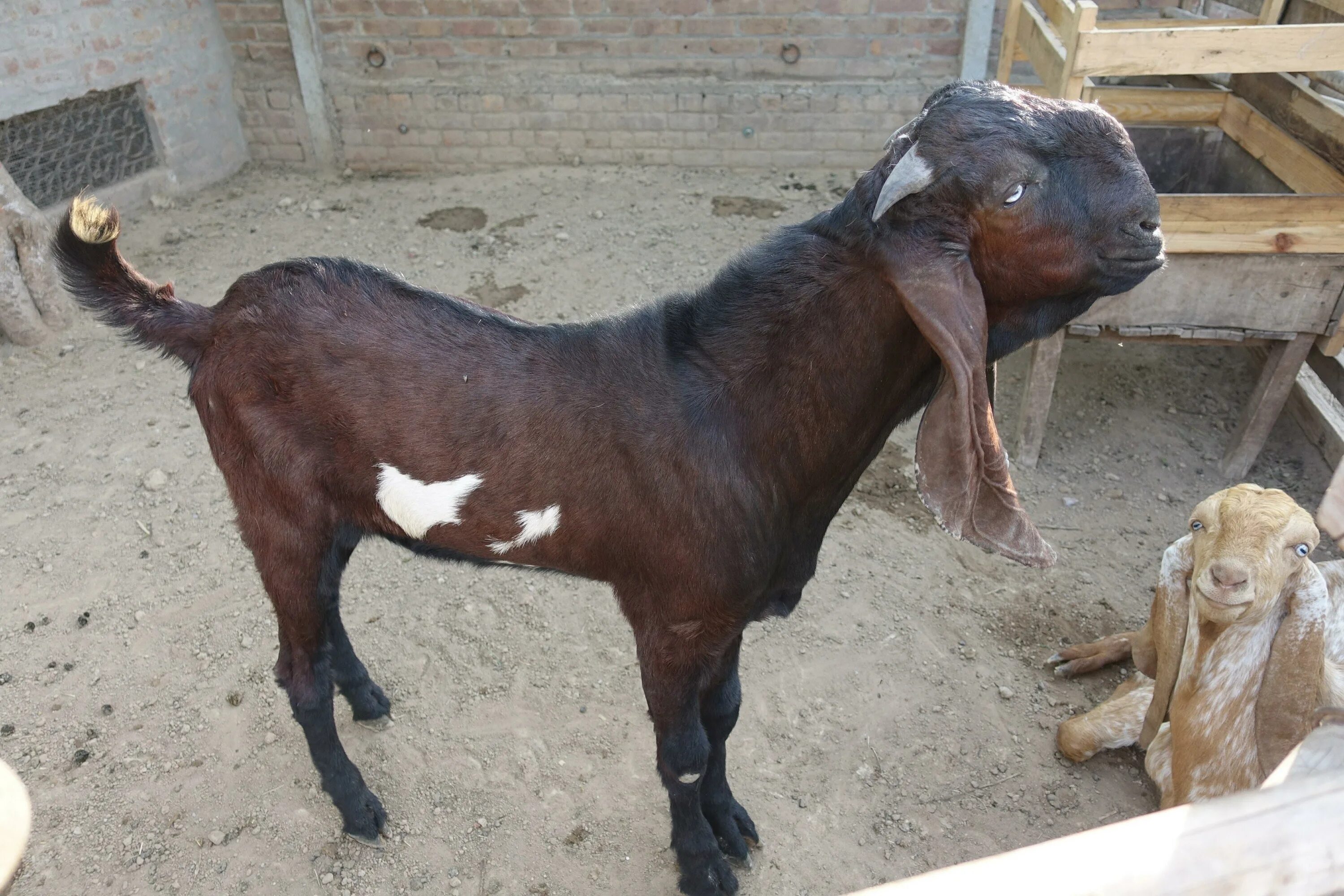 Джамнапари порода коз. Битал козы. Козы породы джамнапари. Пакистанский породы Козлов Камори. Индийские козы породы джамнапари.