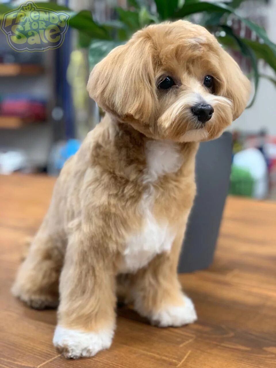 мальтипу и шпиц. мальтипу браун. мальтипу фантом. мальтипу купер. стрижки мальтипу девочки.