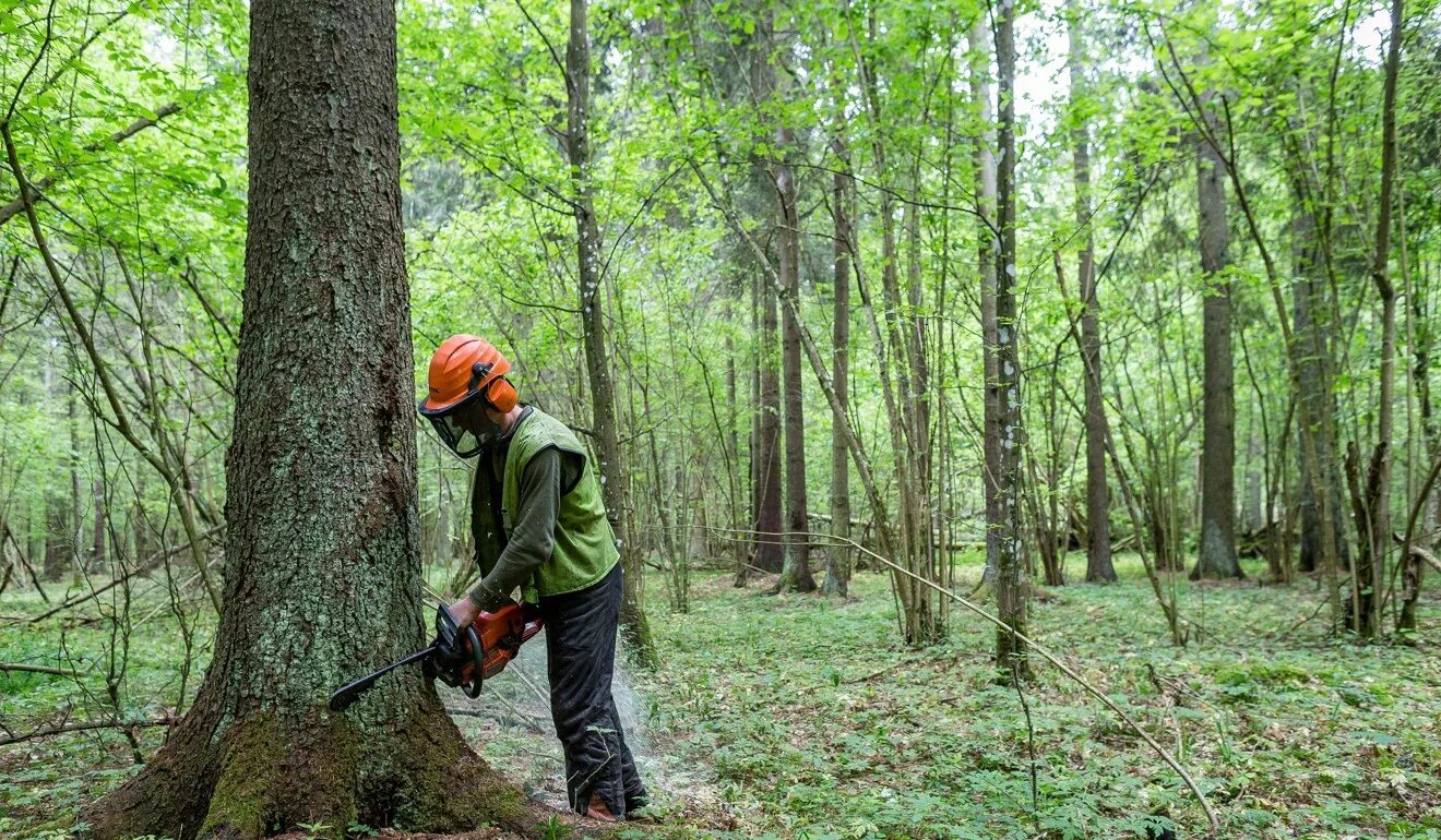 Cut down forest. Вырубка широколиственных лесов. Рубка лесов. Люди вырубают леса. Вырубка деревьев в лесу.