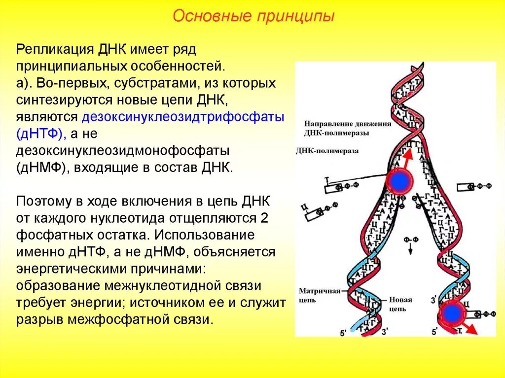 Процесс разрезания молекулы днк с помощью ферментов. Процесс репликации дезоксирибонуклеиновой кислоты. Принципы репликации ДНК. Репликации дезоксирибонуклеиновой кислоты. Биосинтез ДНК репликация этапы процесса.