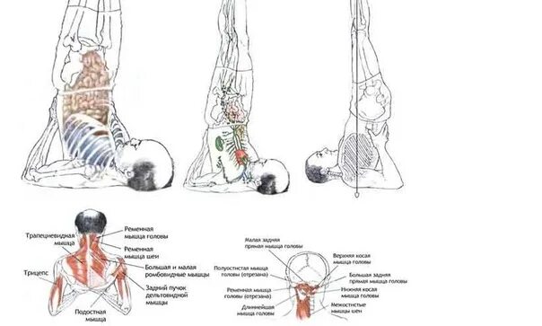 Саламба сарвангасана. Саламба сарвангасана анатомия. Саламба сарвангасана мышцы. Сарвангасана и ее цикл. Лк мышца