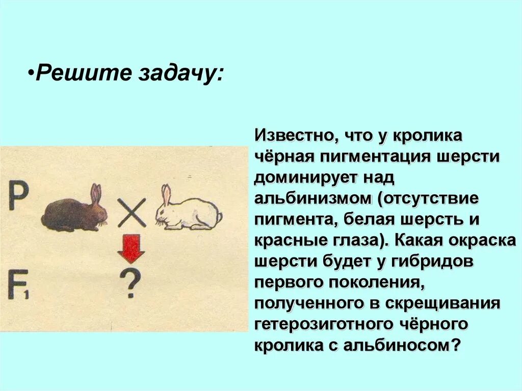 Скрестили белого и черного кроликов определите генотип. Задачи по генетике кролики. Задачи на генетику про кроликов. Задачи известно что у кролика черная пигментация шерсти. Известно что у кролика черная пигментация шерсти доминирует.