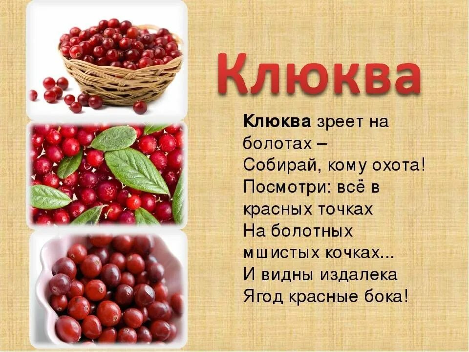 Клюква как перенести по слогам. Информация о клюкве. клюква презентация. клюква презентация для детей. описание ягод.