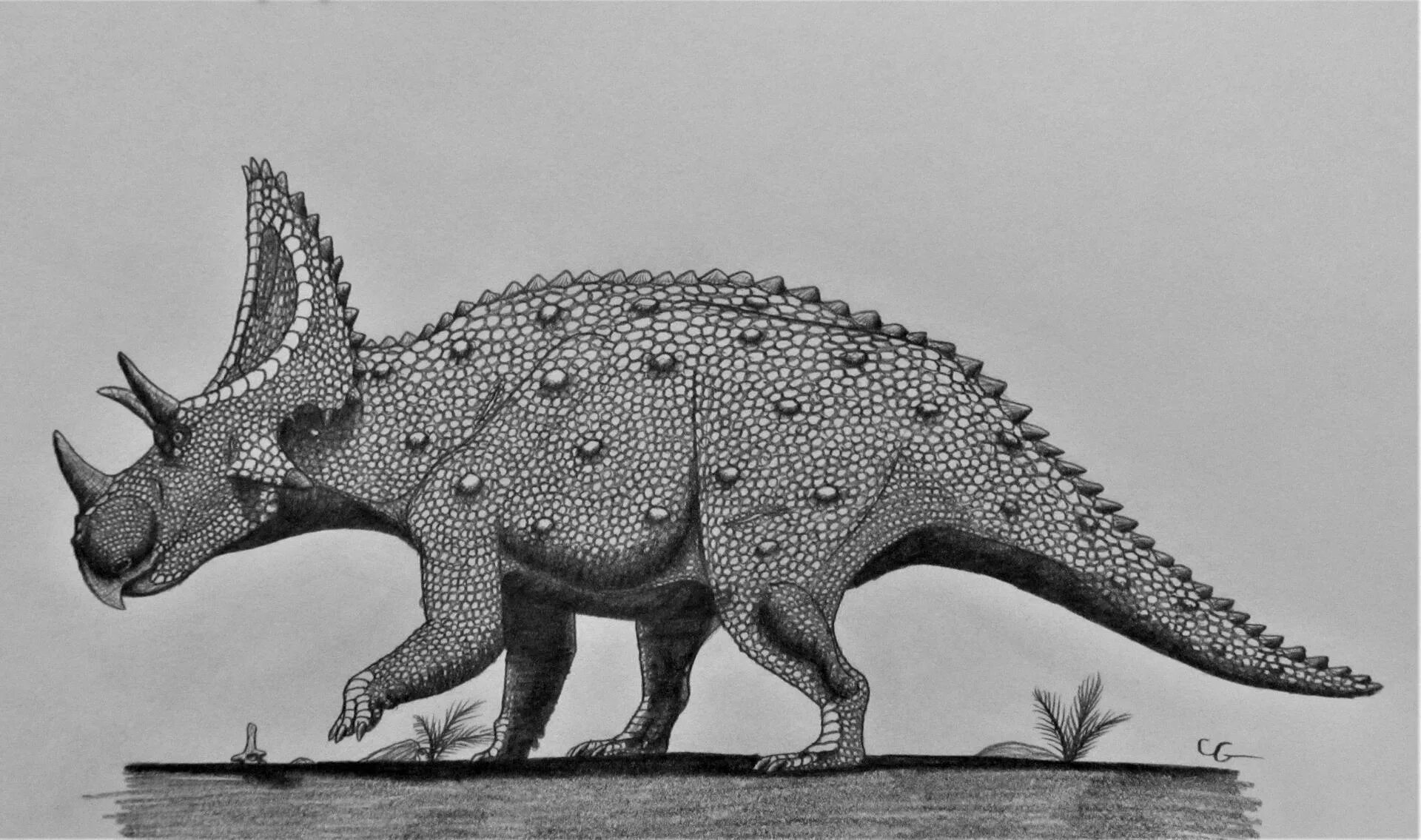 Цератопсы. Эотрицератопс Eotriceratops. CERATOPS montanus. Динозавр Трицератопс. Эотрицератопс и Трицератопс.