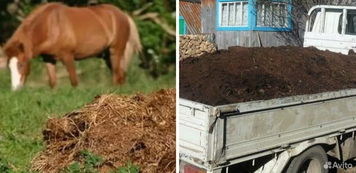 Где купить навоз. Конский навоз. Конский перегной. Конский навоз реклама.