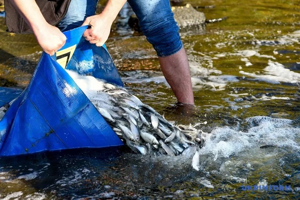 Купить рыбу для зарыбления пруда. Зарыбление. Зарыбление водных объектов. Нормы зарыбление водоемов. Подложка зарыбление.