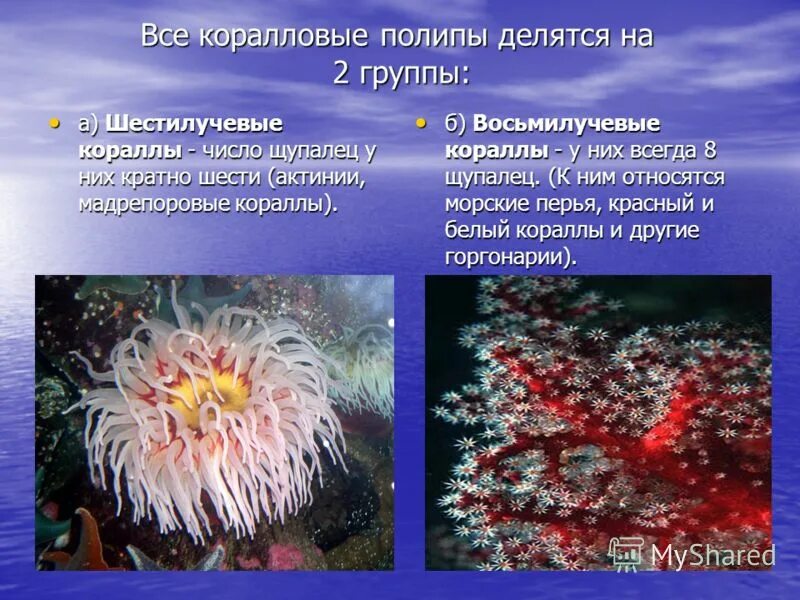 Кишечнополостные водоросли