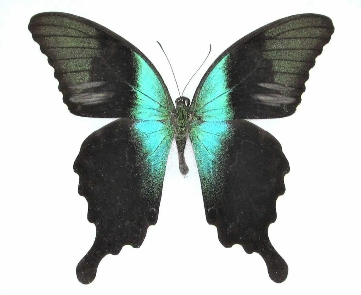 Купить бабочки с доставкой. Papilio peranthus бабочка. Papilio peranthus peranthus. Papilio peranthus Adamantius. Зеленая бабочка на прозрачном фоне.