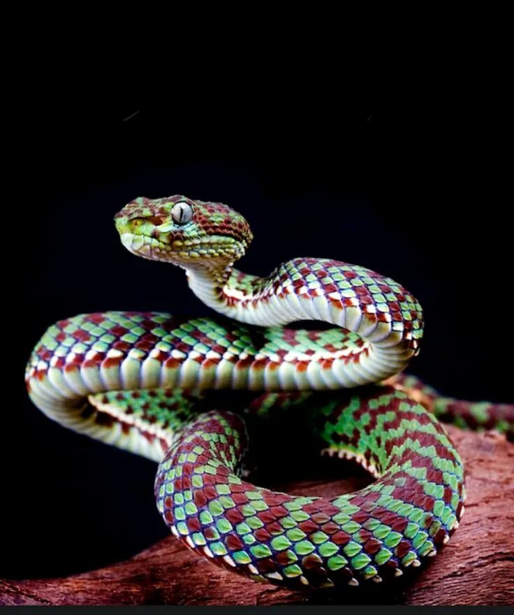 Красивая змейка. Trimeresurus venustus. Черная куфия змея. Венустус куфия. Голубая куфия гадюка.