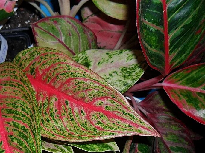 желтые пятна на аглаонема. аглаонема желтеет что делать. аглаонема пятна. аглаонема желтеет что делать. аглаонема желтеют листья.