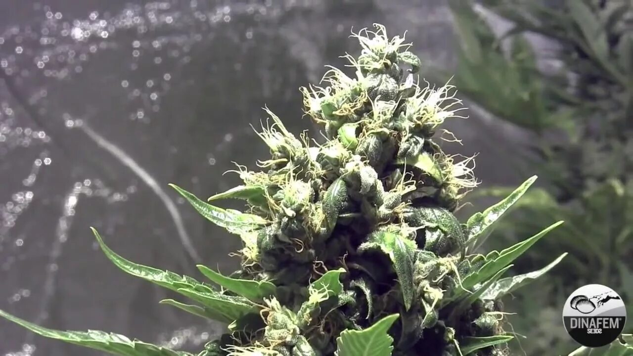 Покажи видео сорт. Amnesia Dinafem. Amnesia Tarragon. Sweet Amnesia Haze XL auto. Niagara AUTOFEM.