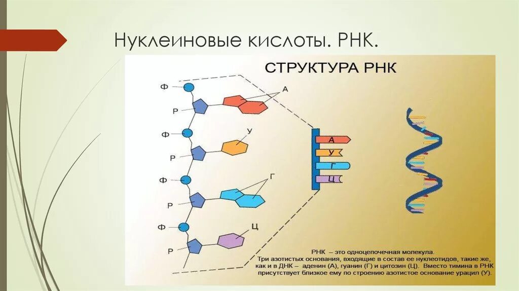 Рисунок молекулы рнк. РНК рибонуклеиновая кислота. Цепь РНК строение. Рибонуклеиновая кислота РНК её строение. Рибонуклеиновая кислота РНК строение.