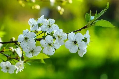 Бақытты ағасымен жыныстық қатынас онлайн