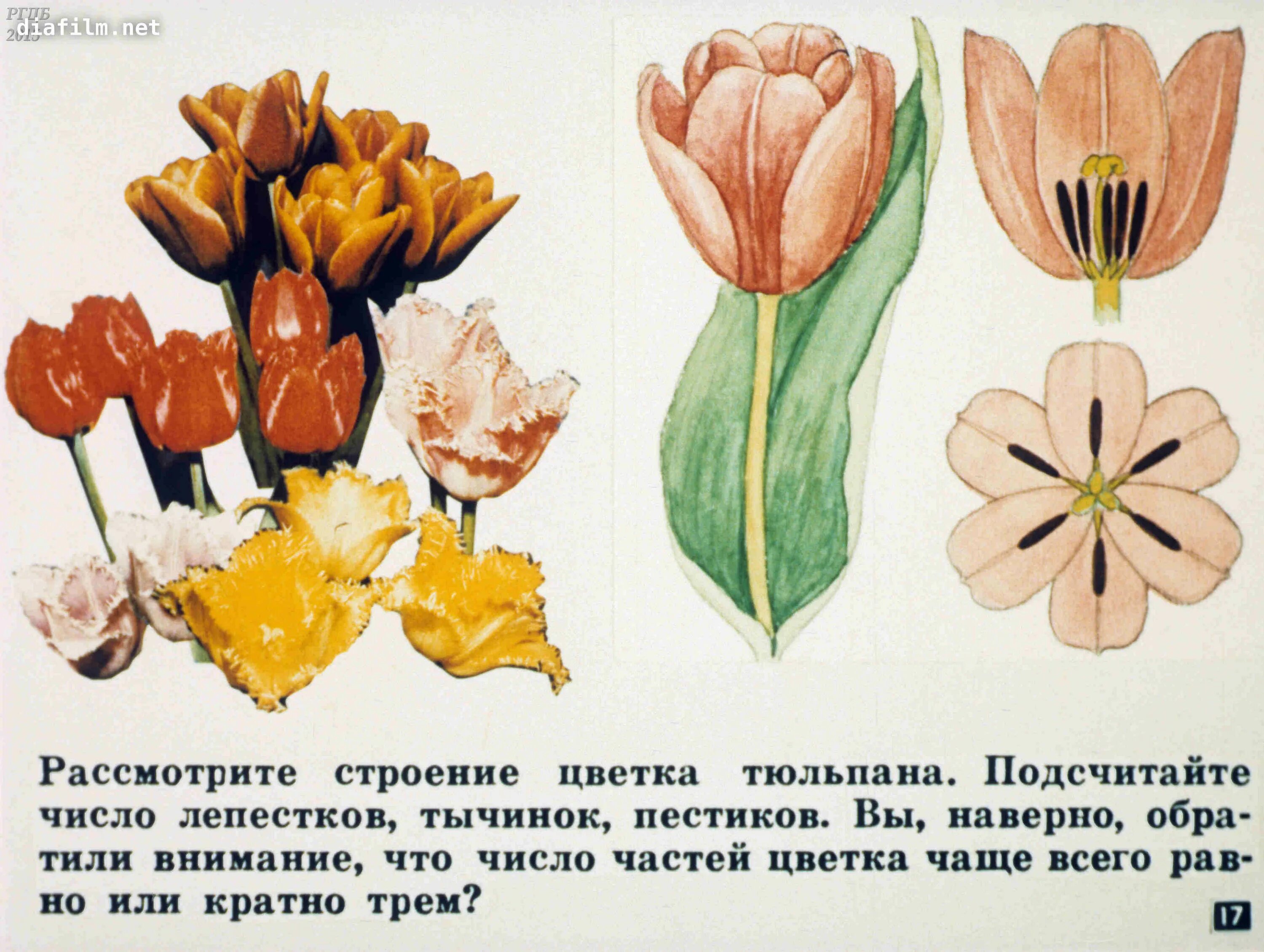 Однодольные растения тюльпан. Тюльпан однодольное. Строения цветка однодольных тюльпан. Трехчленный цветок у однодольных.