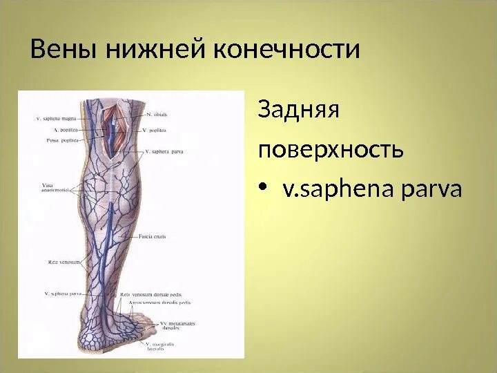 Vena saphena. Вены нижних конечностей задней поверхности. Вены сафена у животных.