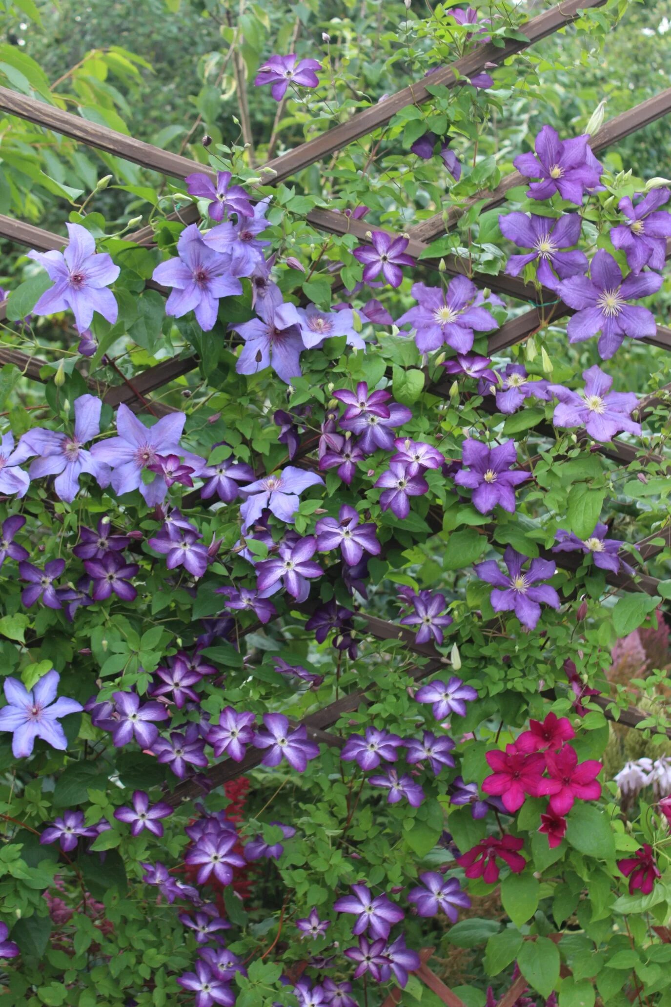 клематис типы. клематис типы. клематис стил ватерс. клематис ломонос. клематис elodi.