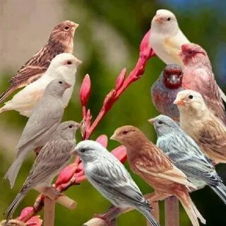 Ada aves