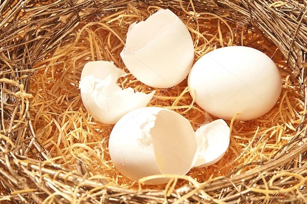Можно курицам давать скорлупу. Светлая скорлупа птичьих яиц. Скорлупа в гнезде картинки. Треснувшие 2 белых яйца. Солнце и две скорлупы яичные.