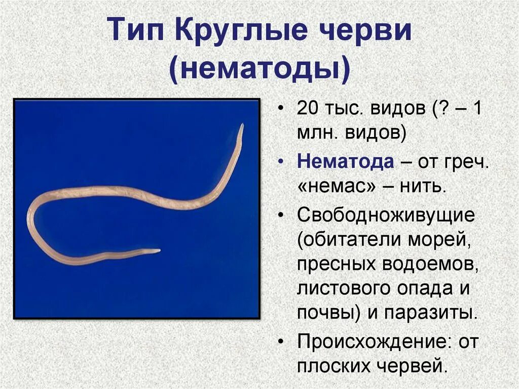 Тип круглые черви нематоды. Круглые черви класс нематоды. Нематоды - Первичнополостные черви. Свободноживущие нематоды черви.