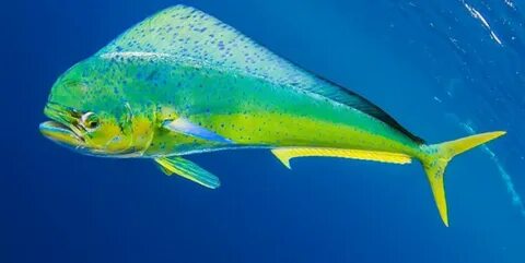 Mahi mahi fish