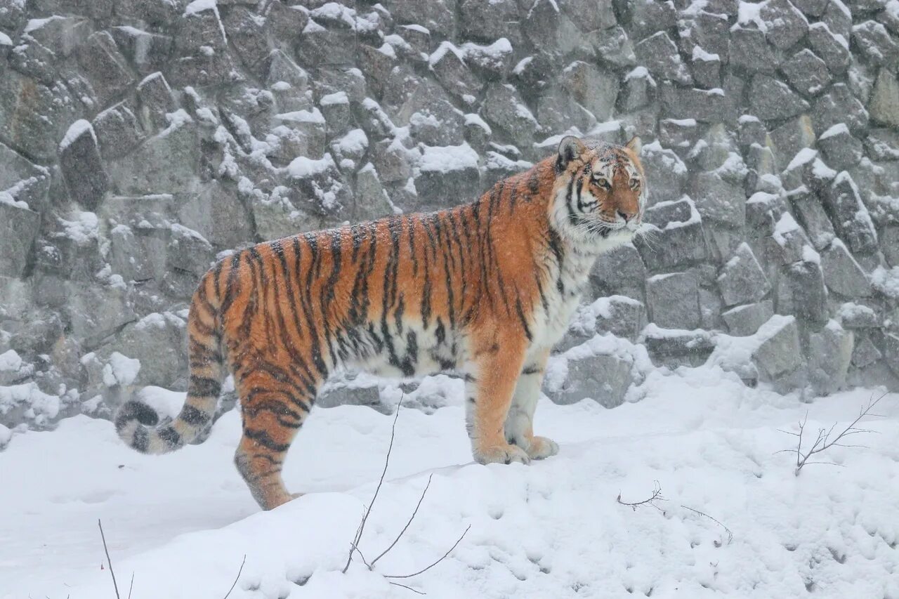 Тайгер 2023. Амурский тигр. Снежный тигр Амура. Амурский тигр в заснеженном лесу.... Толстый Амурский тигр.