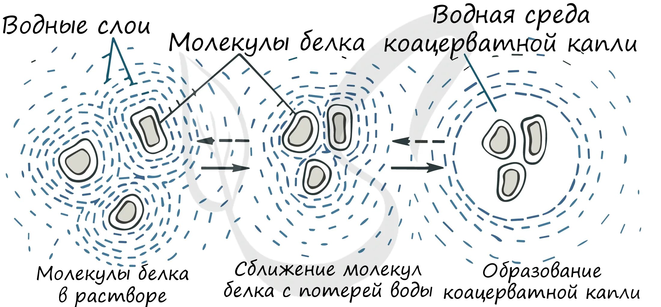 Опарина гипотеза коацерваты. Возникновение жизни на земле коацерваты. Коацерватная гипотеза происхождения жизни. Коацерватные капли Опарина. Образование коацерватов в воде