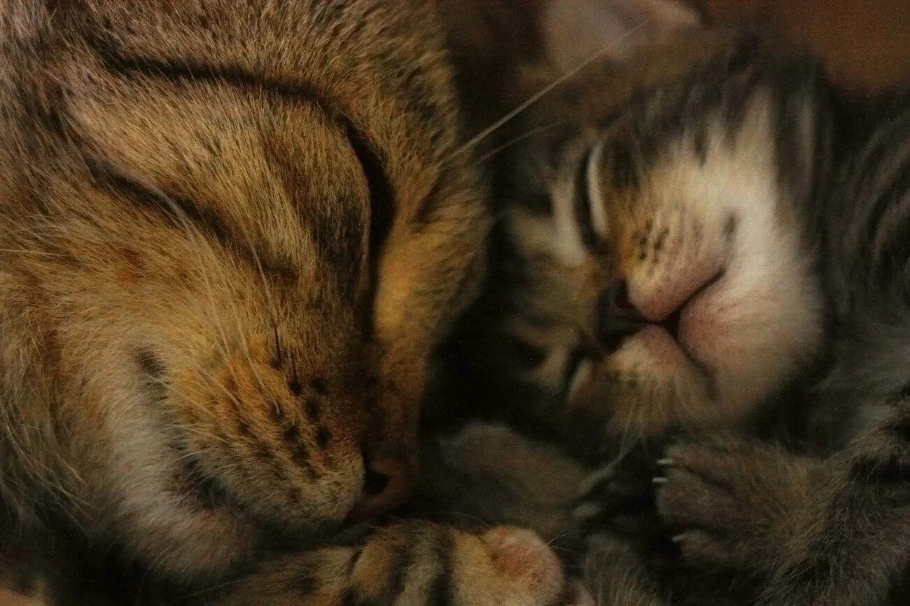 Купить маму кота. Мама кошка. Мама кошка и котенок. Котики обнимаются. Котята с мамой.
