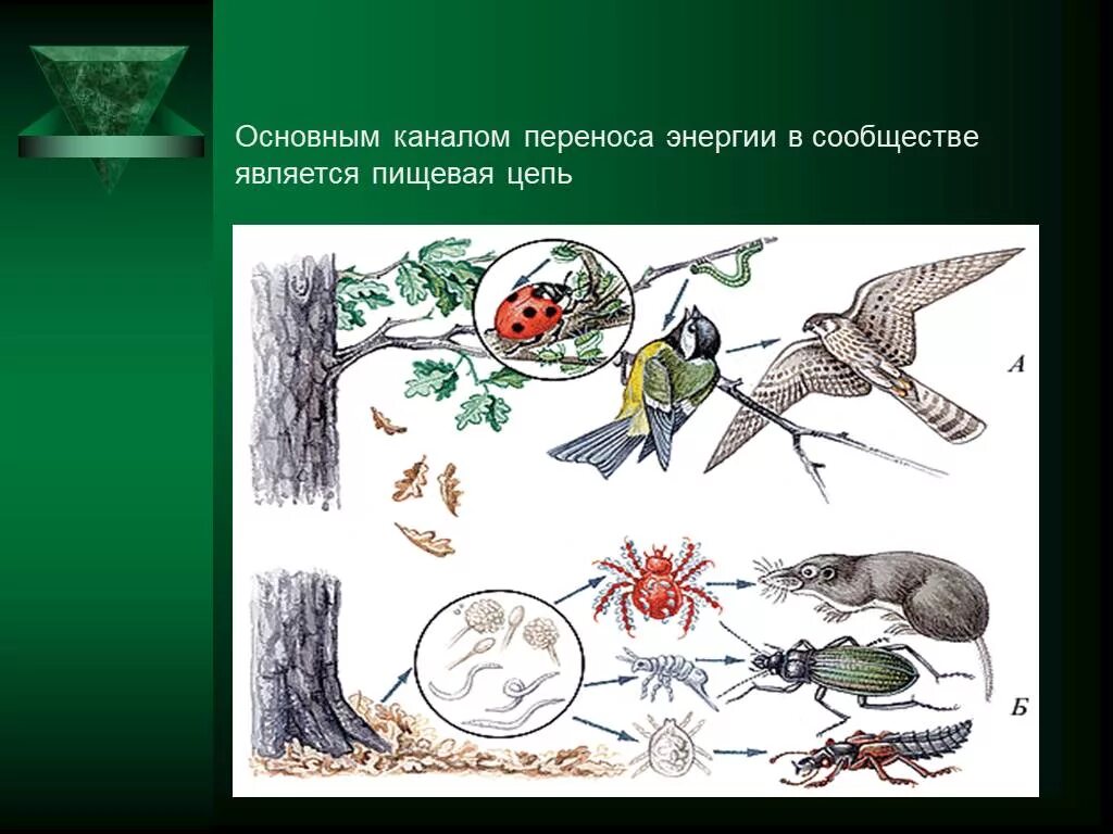 Перенос энергии в пищевых цепях. Основным каналом переноса энергии в сообществе является. Пищевая цепь является основным каналом. Перемещение энергии по пищевой цепи.