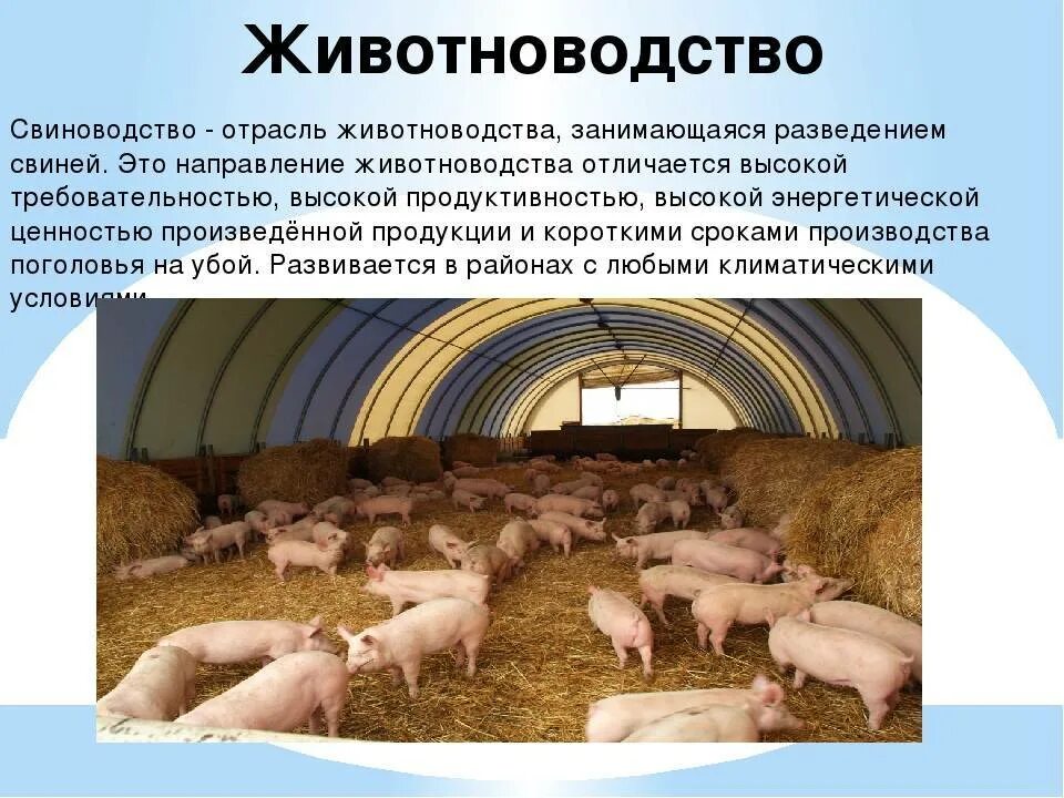 Сообщение о свиноводстве