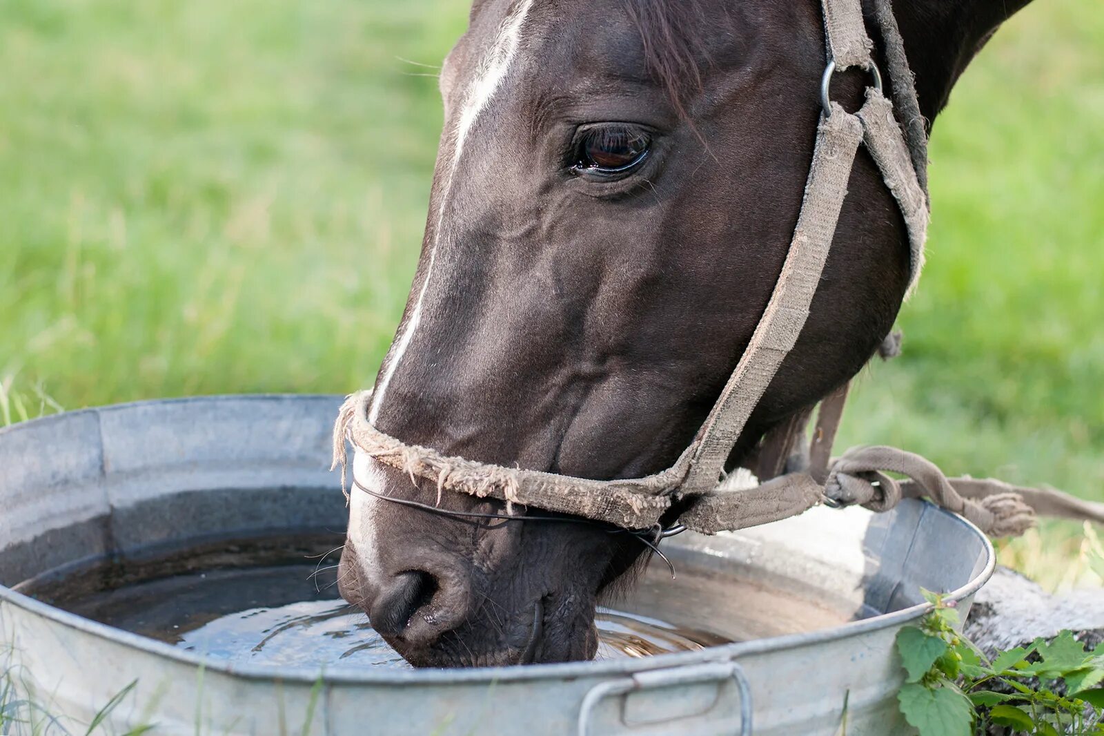 Horse drink. Поение лошадей. Автопоилка для лошадей. Ведро для лошади. Ведро для воды для лошади.