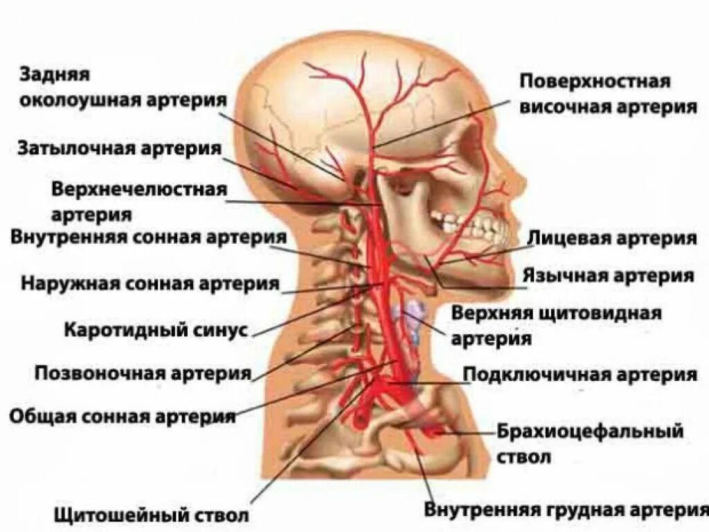 Сосуды головного мозга и шеи анатомия. Сосуды шеи и головы анатомия артерии. Общая Сонная артерия анатомия. Артерии головы и шеи анатомия схема. Где находится общая сонная артерия