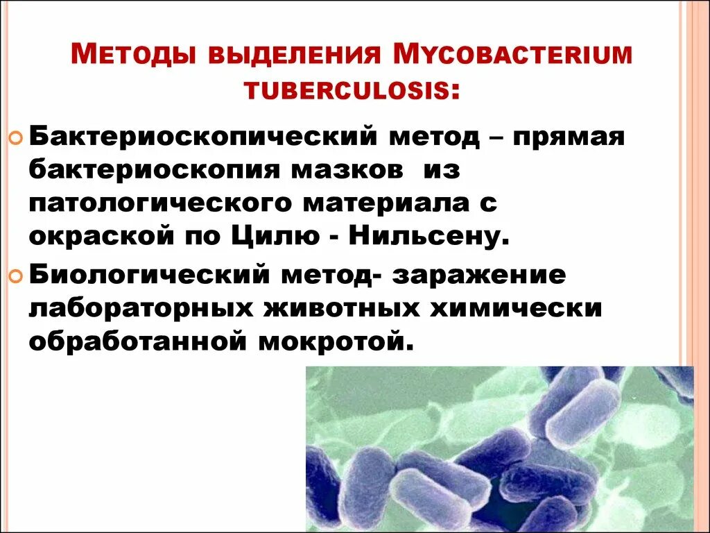 Методы микобактерий туберкулеза. Туберкулезные микобактерии методы исследования. Микроскопический метод туберкулеза. Биологический метод туберкулеза. Анализ мокроты на микобактерии