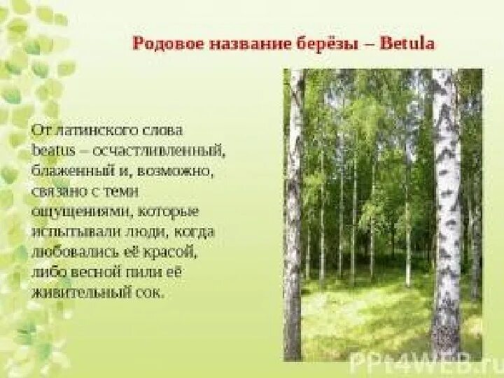 Как называют березу люди