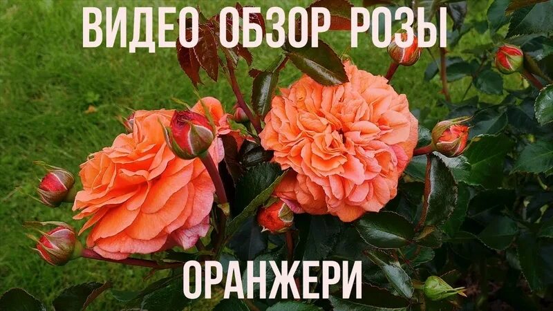 Роза оранжери фото и описание отзывы Галерея Orangerie Энциклопедия роз